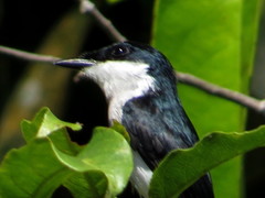 Hemipus hirundinaceus