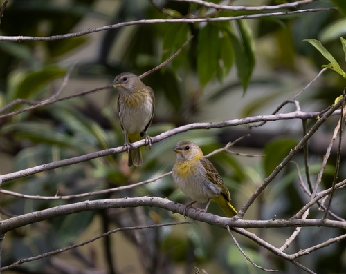 Saffron Finch