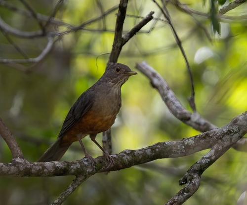 Rufous-bellied Thrush