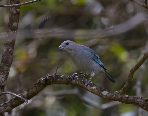Sayaca Tanager