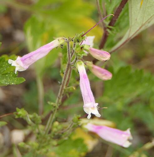 Hairy Beardtongue (Penstemon hirsutus)
