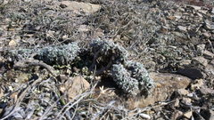 Artemisia alpina