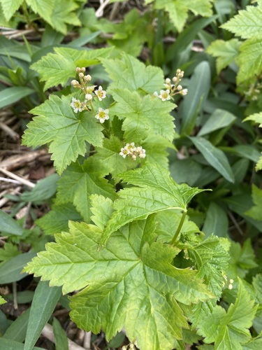 skunk currant (Ribes glandulosum)