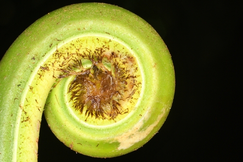 Dennstaedtia cornuta, 2025-03-29