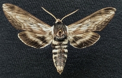Sphinx gordius