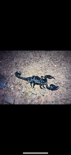 Common Emperor Scorpion