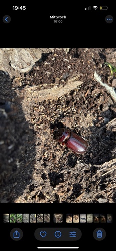African Rhinoceros Beetle