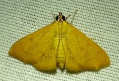 Loxomorpha flavidissimalis