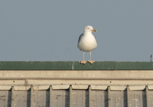 Caspian Gull (Larus cachinnans), photo 4