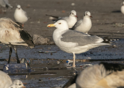 Caspian Gull (Larus cachinnans), photo 7
