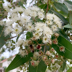 Angophora