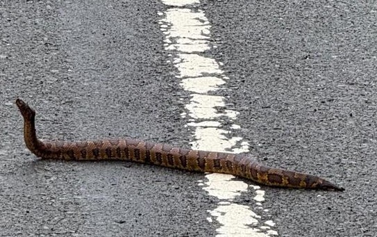 Boa tanah (Candoia aspera)