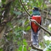 Collared Trogon - Photo (c) Oswaldo Hernández, some rights reserved (CC BY-NC), uploaded by Oswaldo Hernández