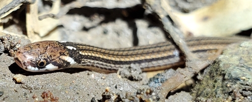 Barbour's Tropical Ground Snake