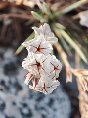 Acantholimon alatavicum (Acantholimon alatavicum)