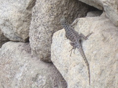 Stenocercus crassicaudatus