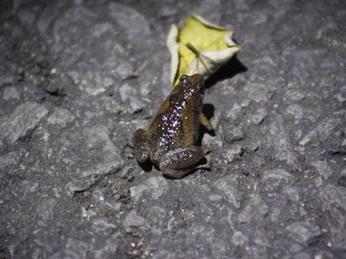 Microhyla orientalis