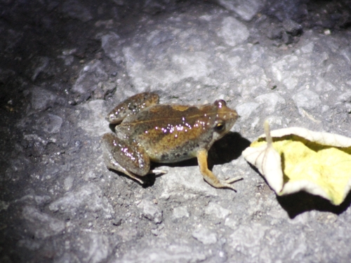 Microhyla orientalis