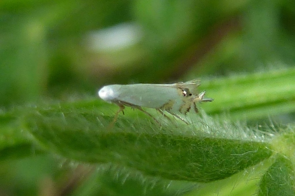 Leucoptera genistae