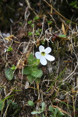 Simpson's Fox (Ourisia simpsonii)