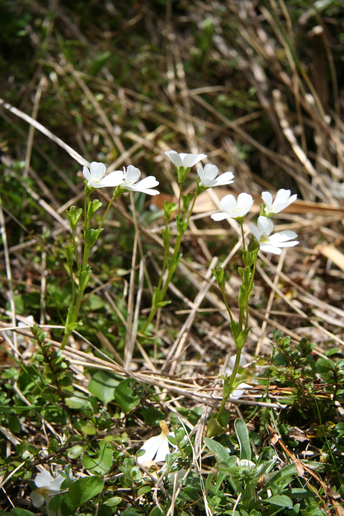 Ourisia ×