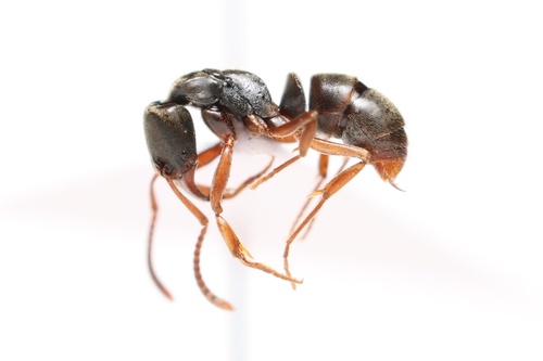 Mayaponera cernuaMayaponera cernua