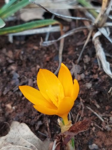 Image of Crocus flavus by (c) Asrın Akıncıoğlu, some rights reserved (CC BY)