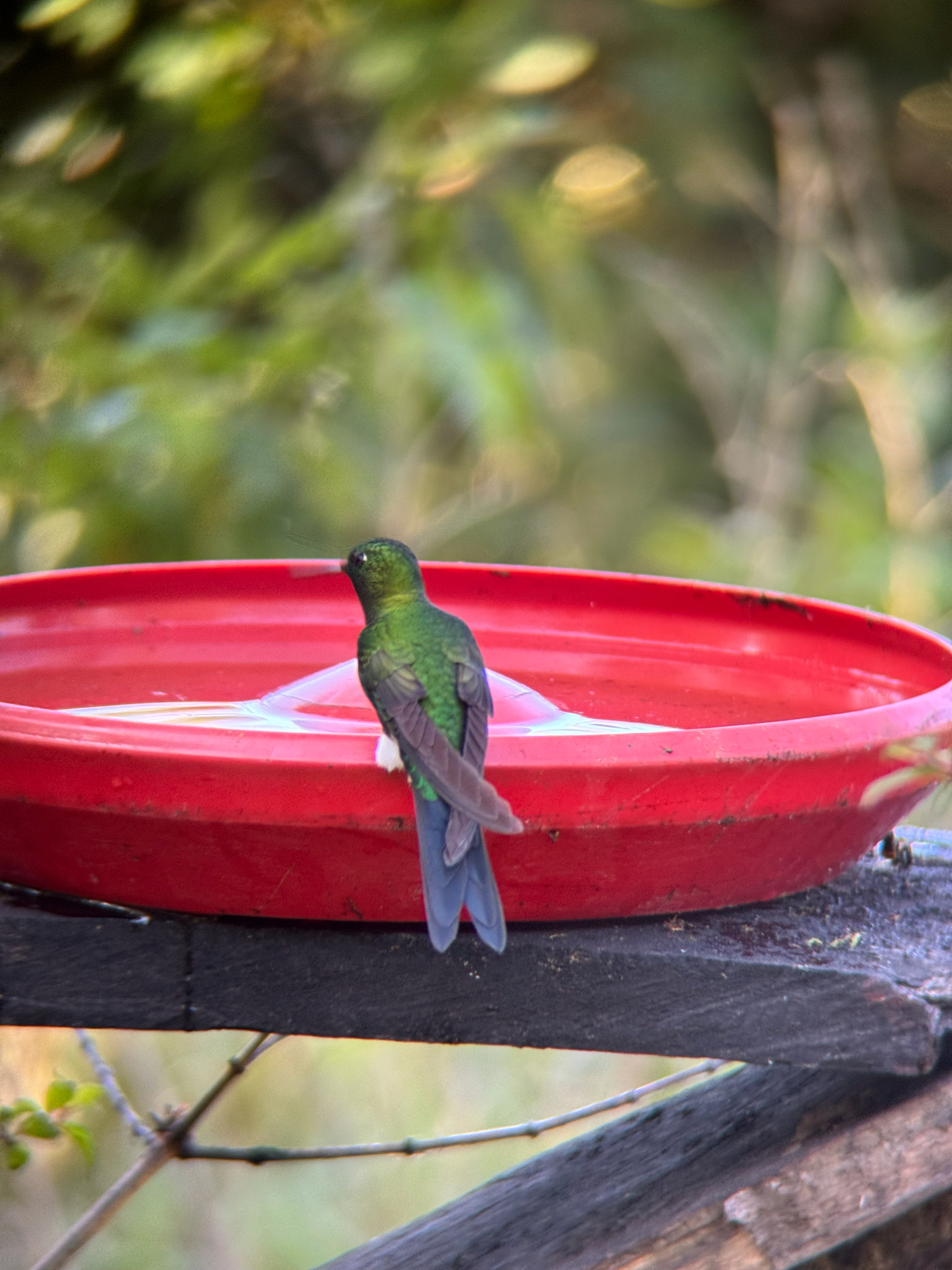 Sapphire-vented Puffleg (Eriocnemis luciani), photo 8