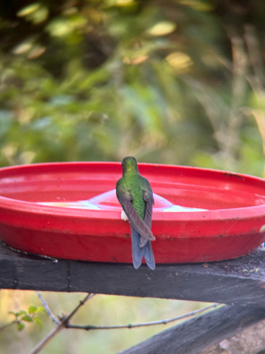 Sapphire-vented Puffleg (Eriocnemis luciani), photo 4