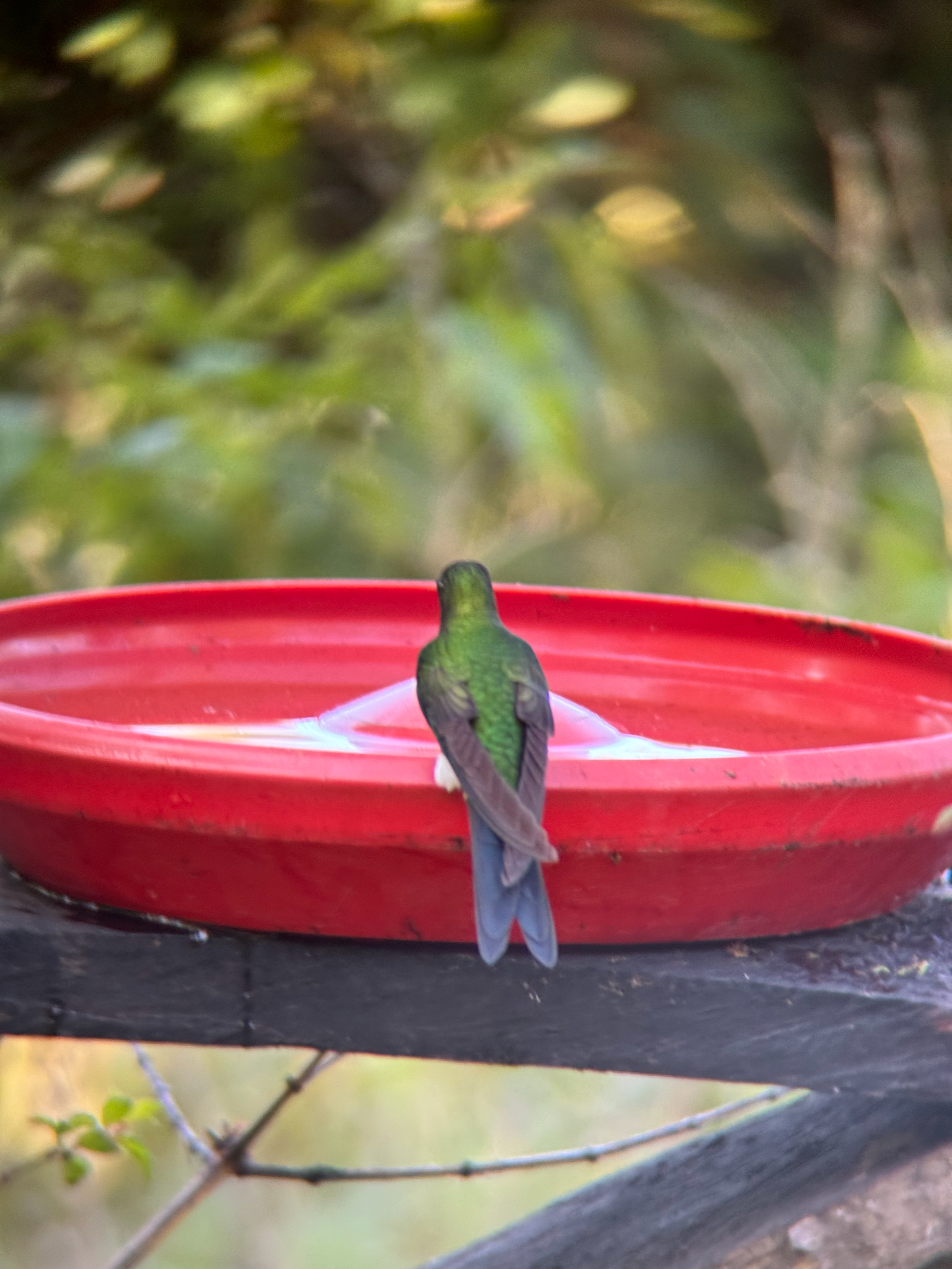 Sapphire-vented Puffleg (Eriocnemis luciani), photo 2