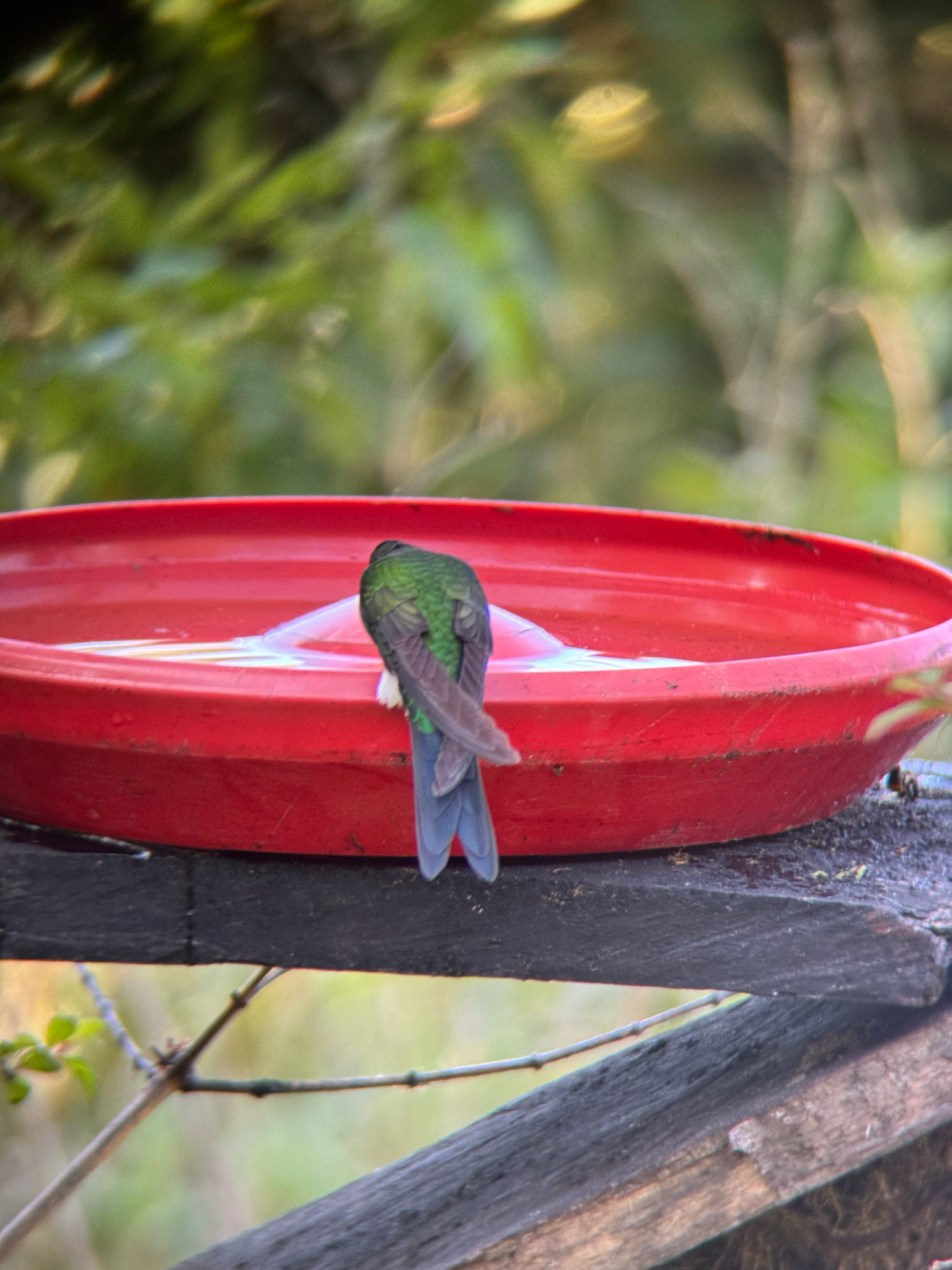 Sapphire-vented Puffleg (Eriocnemis luciani), photo 9