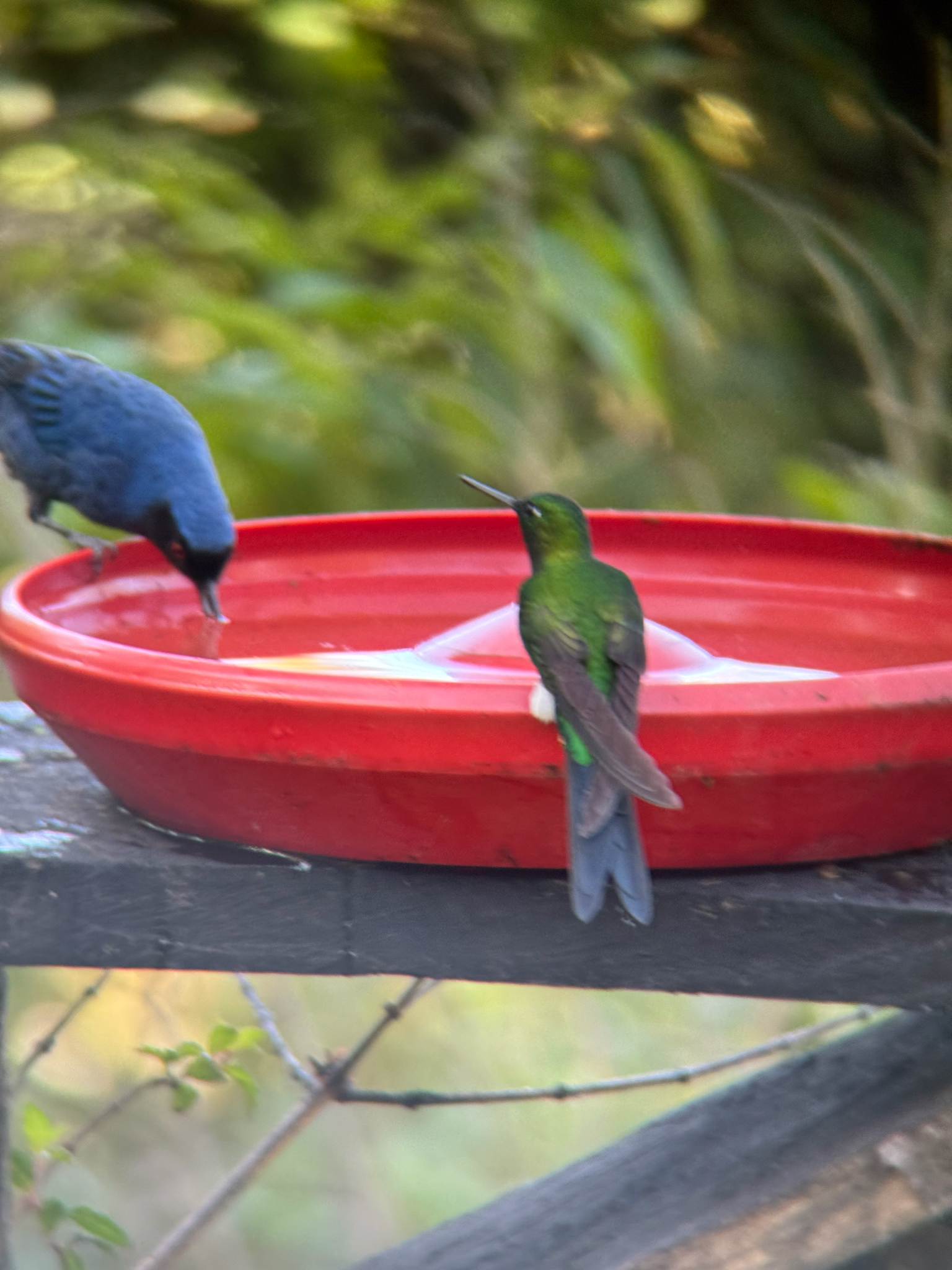 Sapphire-vented Puffleg (Eriocnemis luciani), photo 10