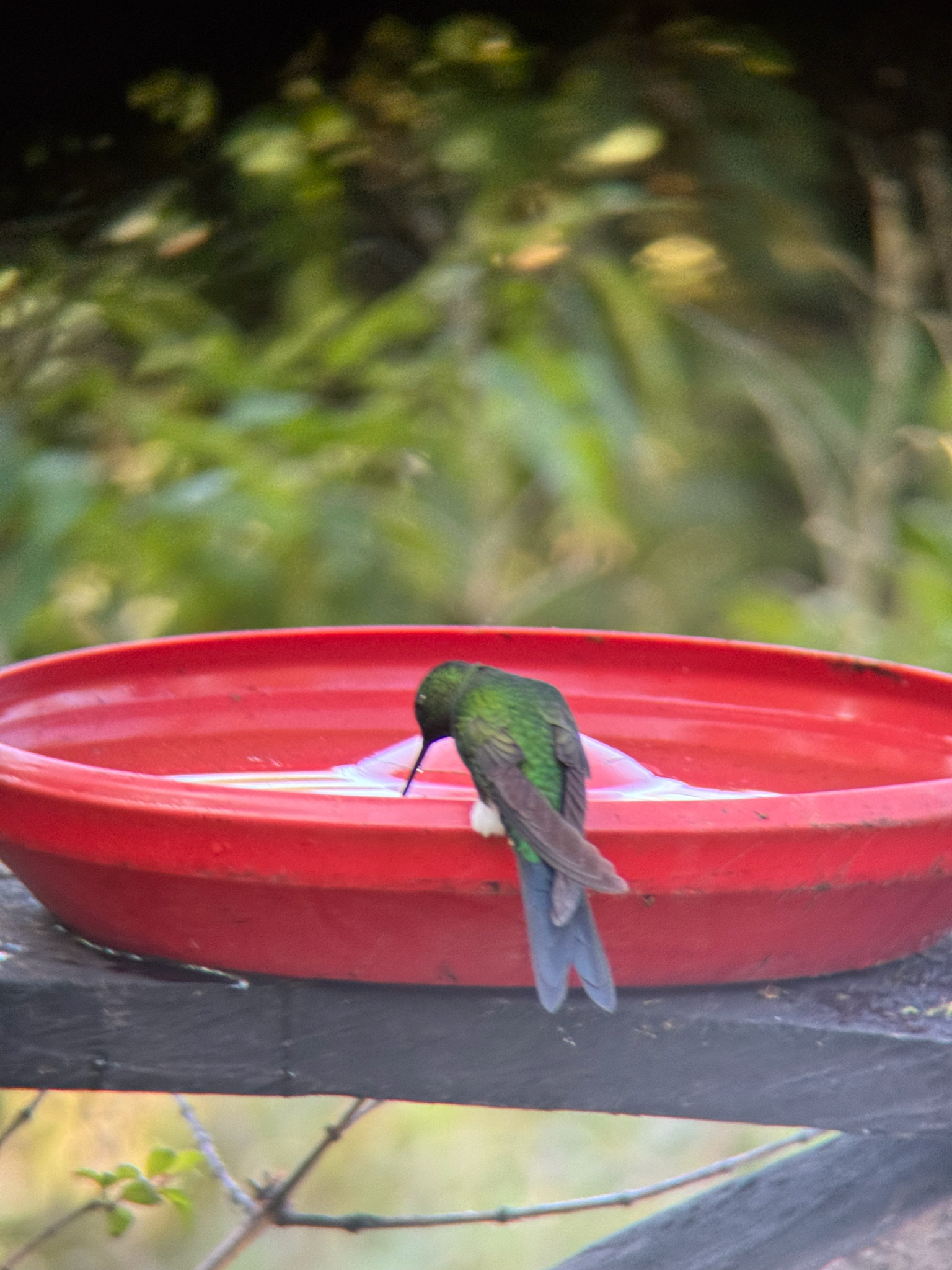Sapphire-vented Puffleg (Eriocnemis luciani), photo 6
