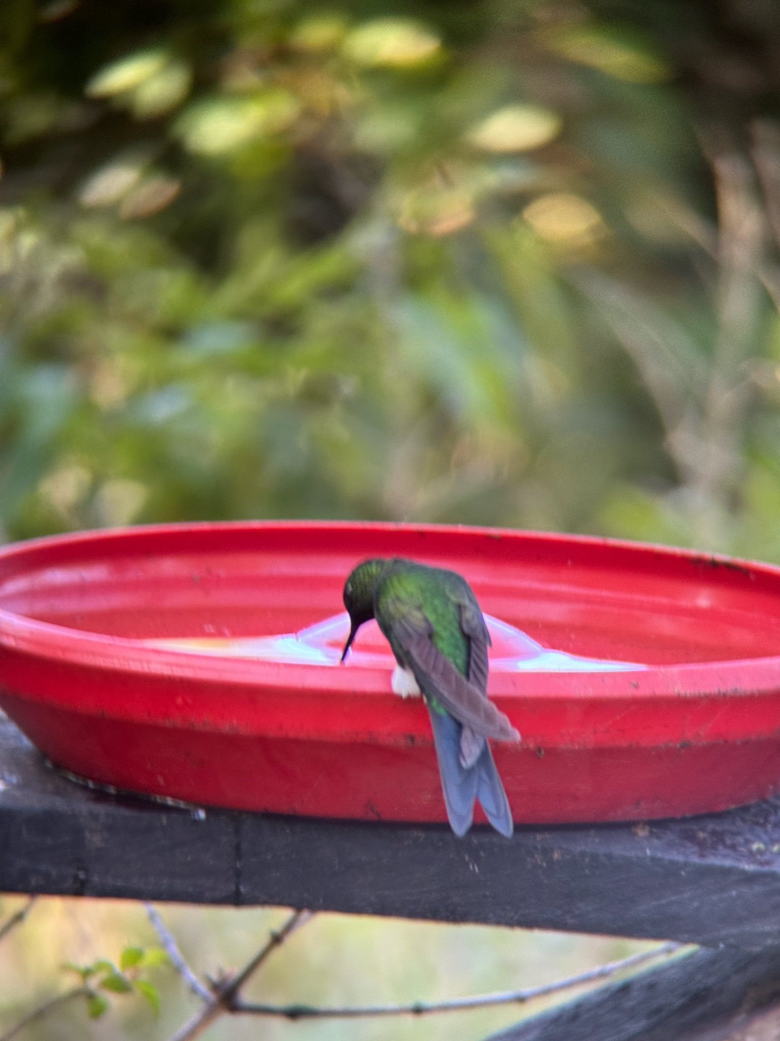 Sapphire-vented Puffleg (Eriocnemis luciani), photo 5