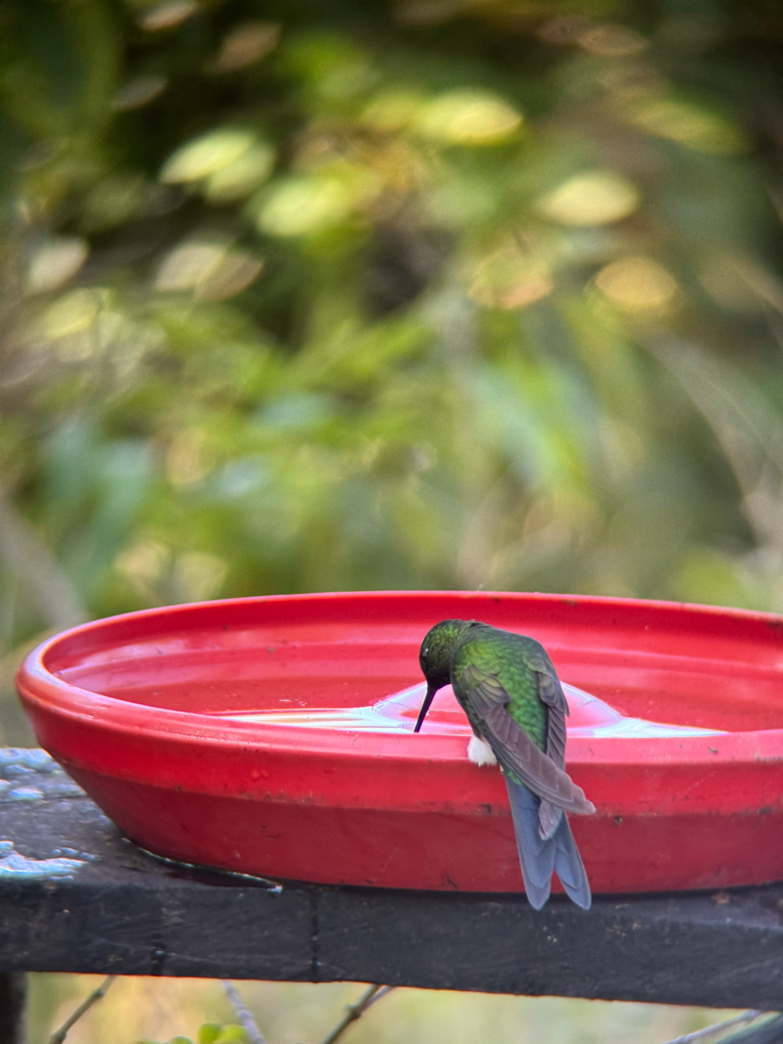 Sapphire-vented Puffleg (Eriocnemis luciani), photo 3