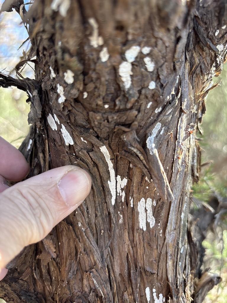 Dendrothele nivosa · January 2026 · photo: © sambiology (iNaturalist, cc-by)