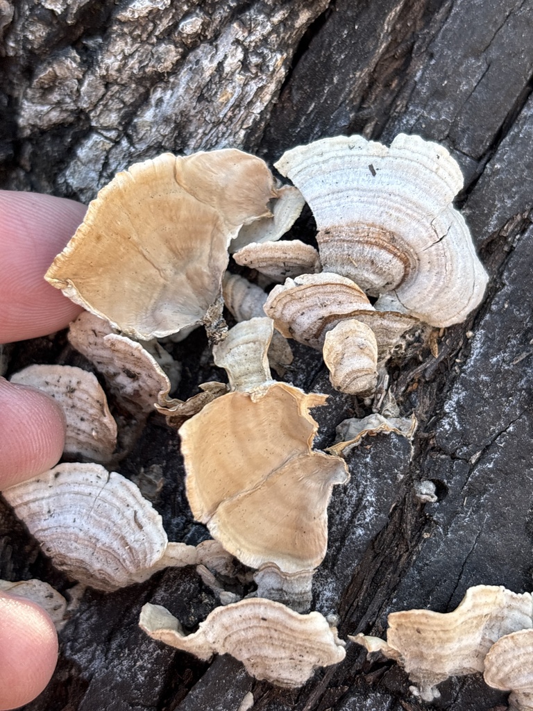 Stereum fasciatum · January 2026 · photo: © sambiology (iNaturalist, cc-by)