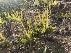 Peperomia dolabriformis