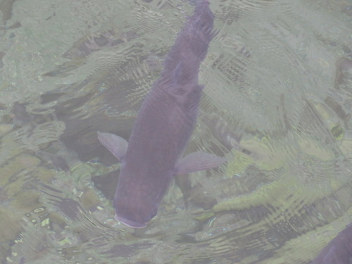 Thicklip grey mullet (Chelon labrosus) — Mugilidae