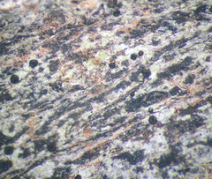 Bactrospora arthonioides