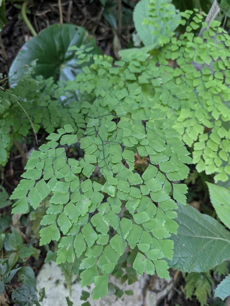 Tóc thần vệ nữ – Adiantum tenerum