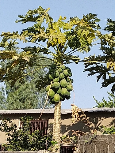 Papaya