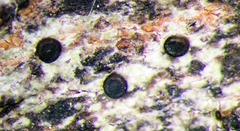 Bactrospora arthonioides