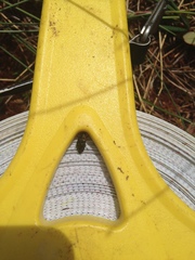 Phaenops fulvoguttata