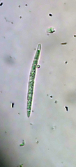 Bactrospora arthonioides