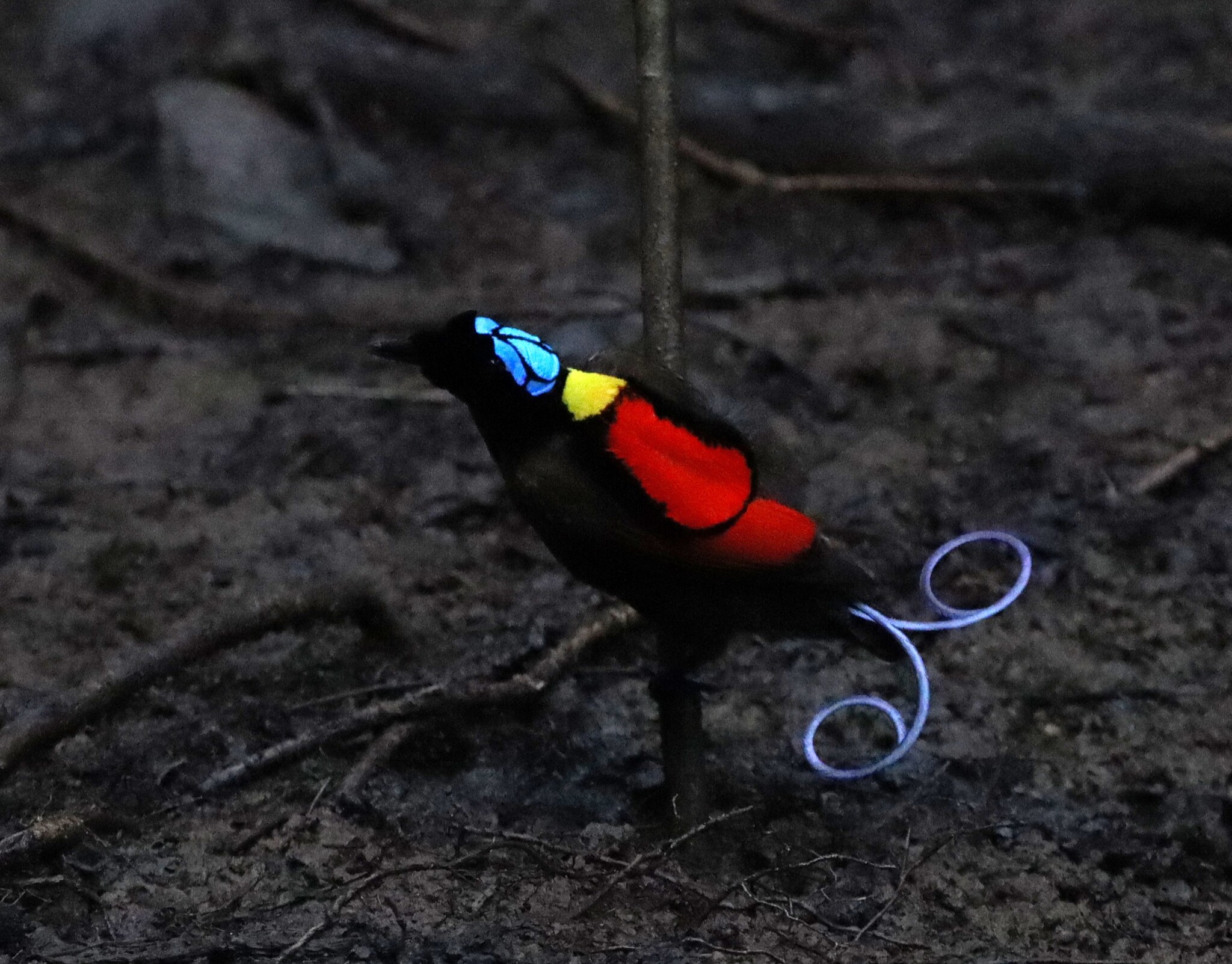 Wilson's Bird-of-paradise (Diphyllodes respublica), photo 1