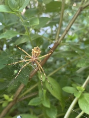 Argiope argentata