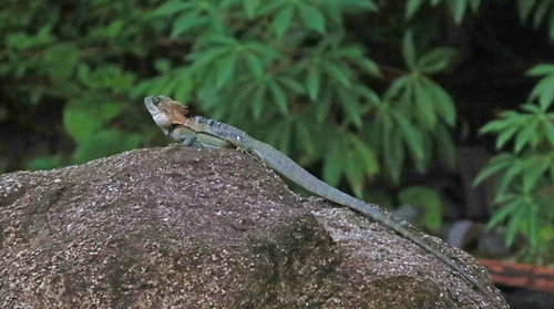 Hypsilurus papuensis observed 2025-12-27
