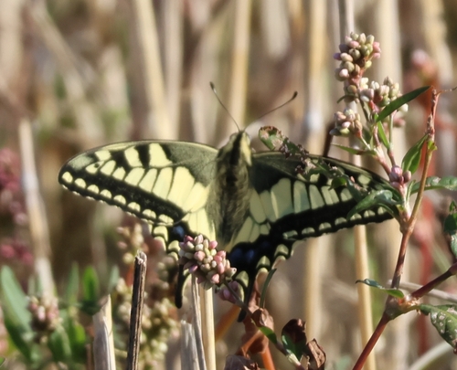Papilio machaon