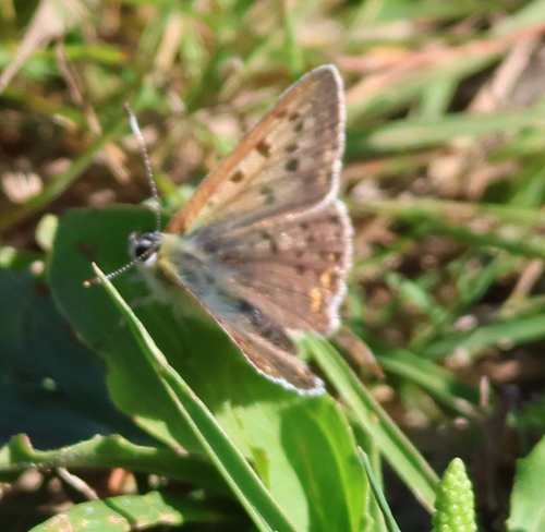 Lycaena tityrus